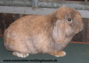 Mika vom Zauberwald