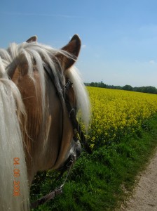 beim Ausritt