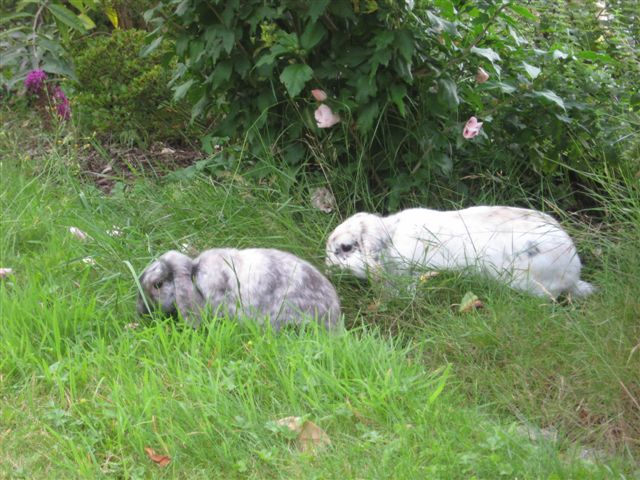 Lillifee + Fridolin